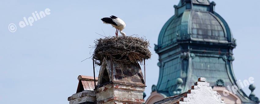 Stilleben in Rust am Neusiedler See