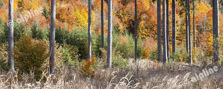 Herbstlicher Hochwald
