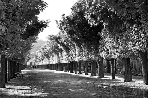 Allee in Schönbrunn, Wien