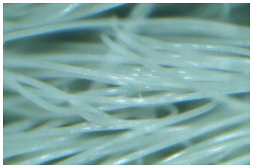 Geruchsentfernung Mainz, Wiesbaden