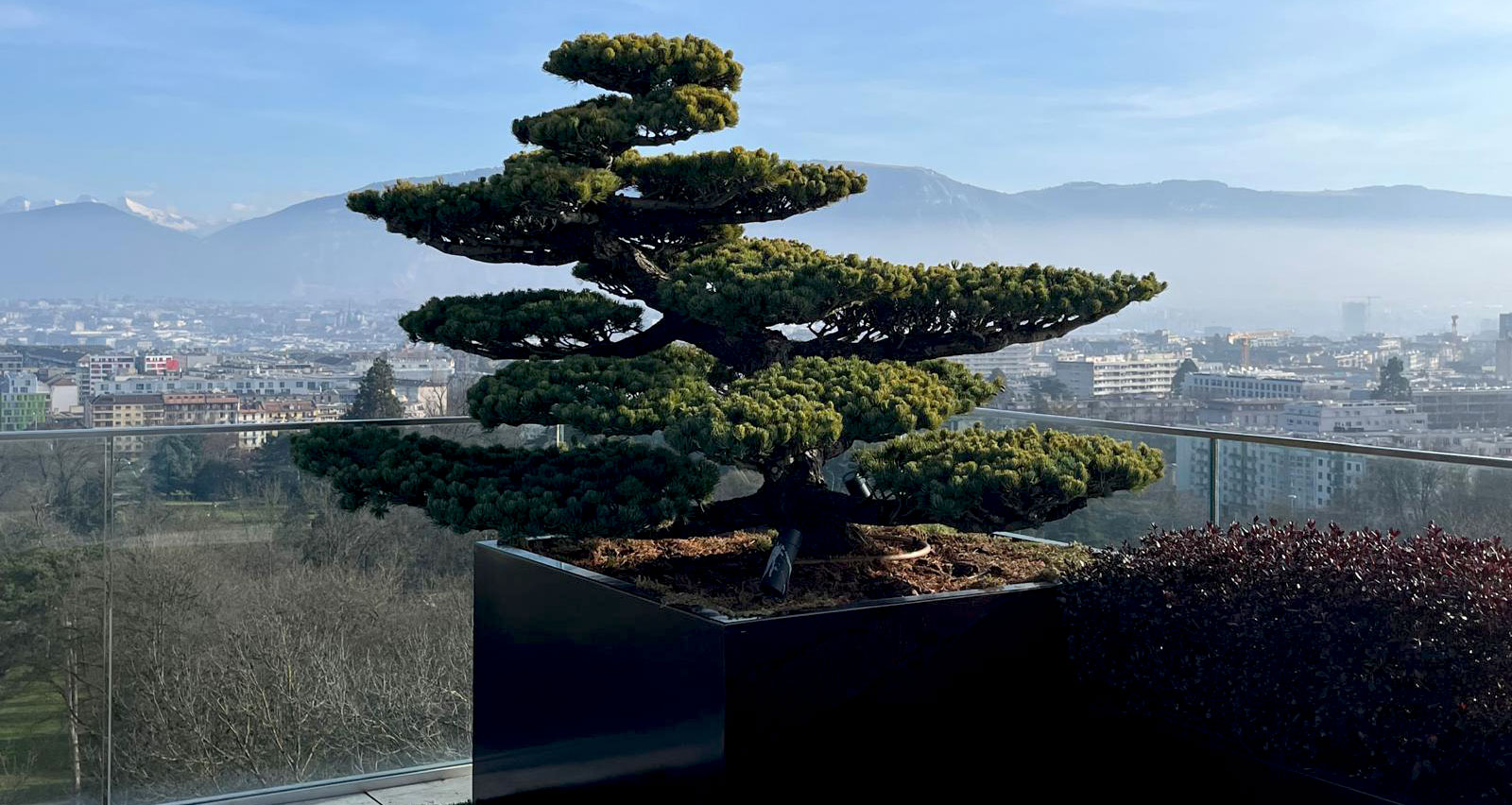 Taille japonaise en Suisse