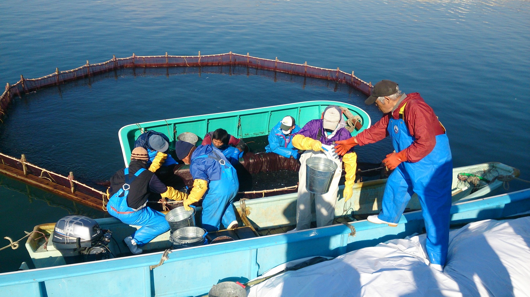 県内の各蓄養池へ出荷している風景