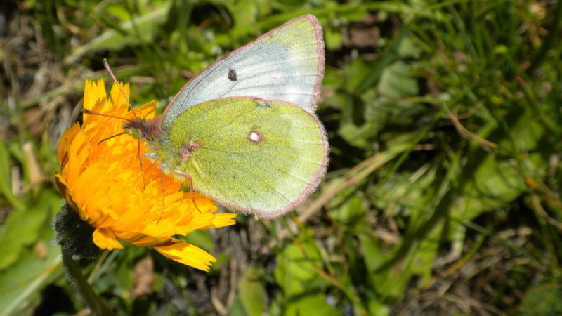...auch so ein Schmetterling ....den kann ich leider nicht bestimmen ;o)