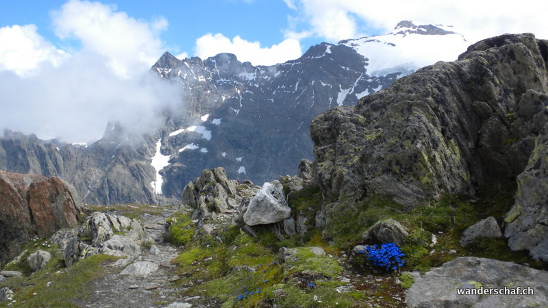 Blumenpracht in der Gletscherwelt