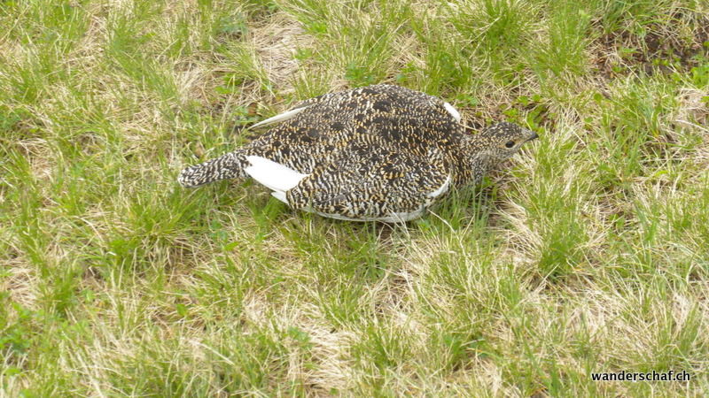eine aufgebrachte Schneehenne verteidigt ihre Jungmannschaft