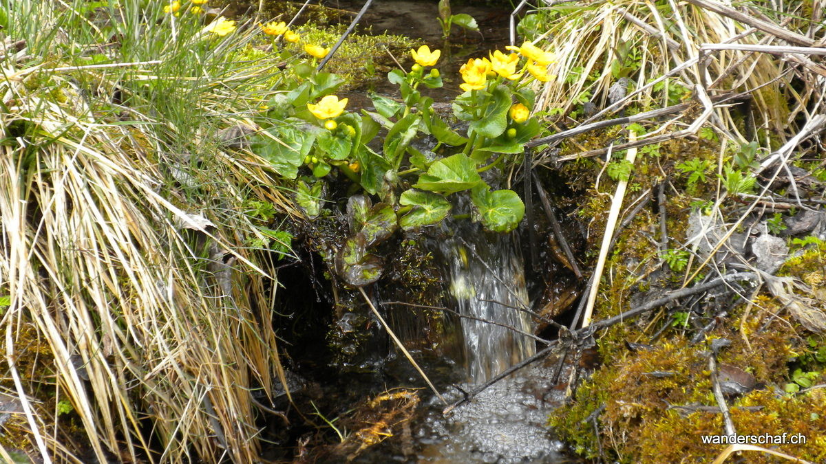 ein kleiner Hauch von Frühling auf dem Spaziergang nach Müstair