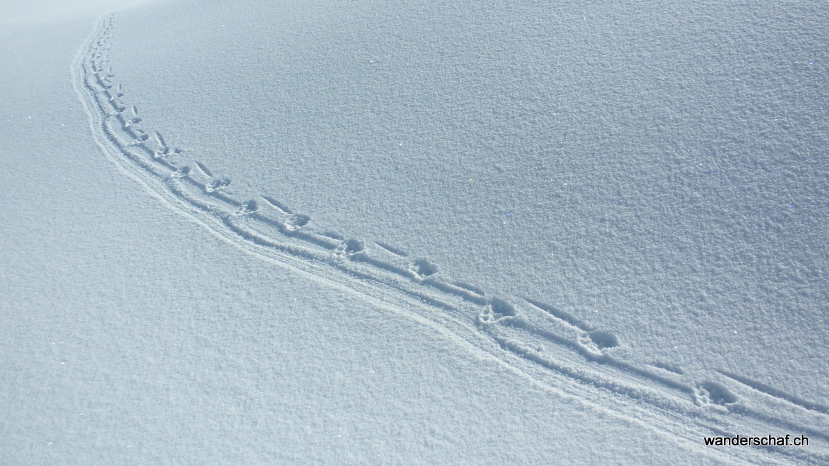 Was ist den das für eine Spur!?