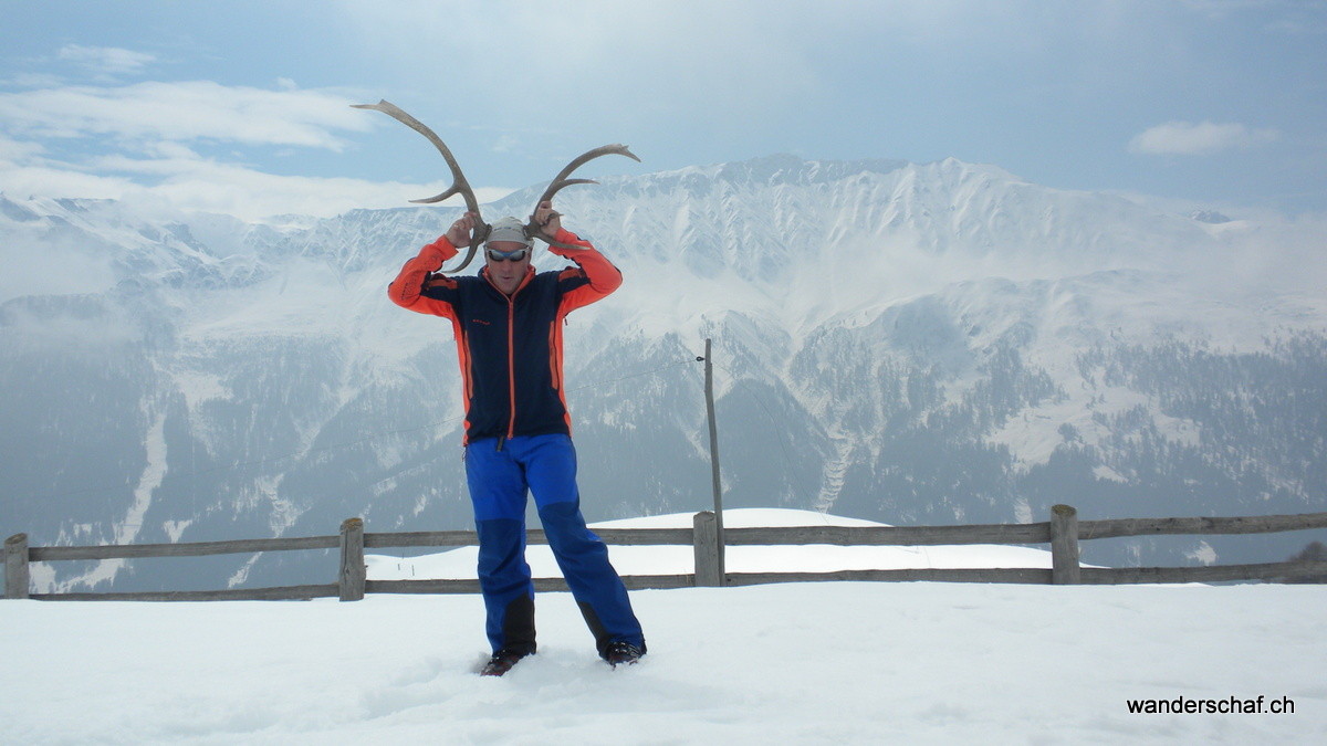 Pro Specie Rara: brünftiger Mammut-Hirsch auf der Alp Valmorain ;o)
