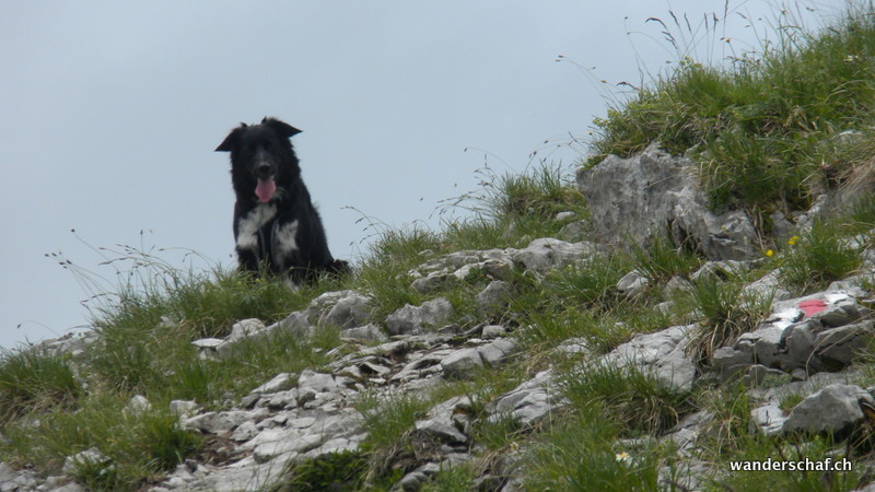 Ziva wartet schon auf uns