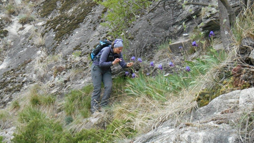 auch die Schwertlilien erhalten Besuch