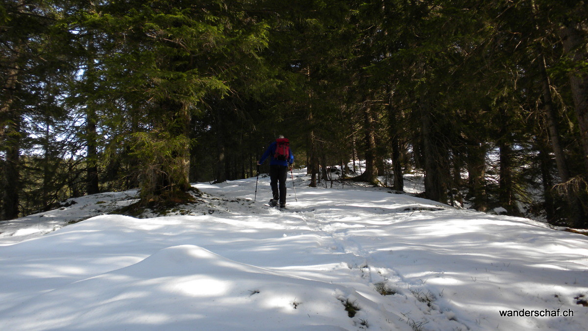 Waldstück Richtung Sagematt