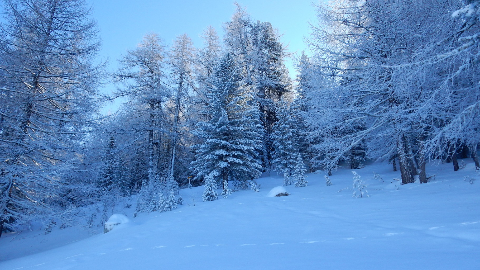 traumhaft verschneiter Wal bei Bürchen