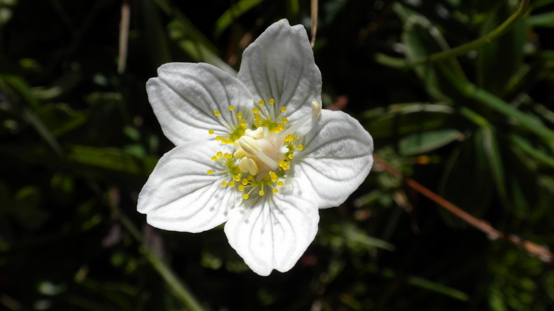 Sumpf Herzblatt , Studentenröschen