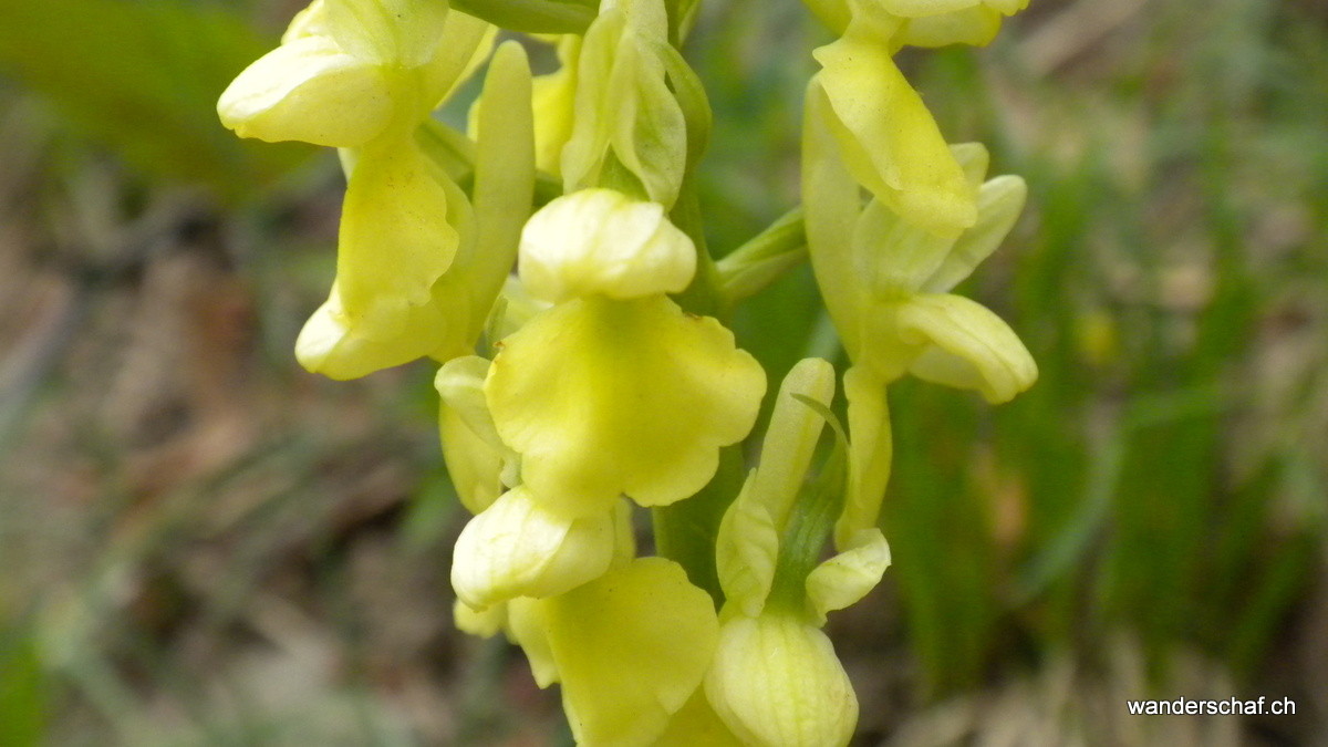 wunderbare Orchideen