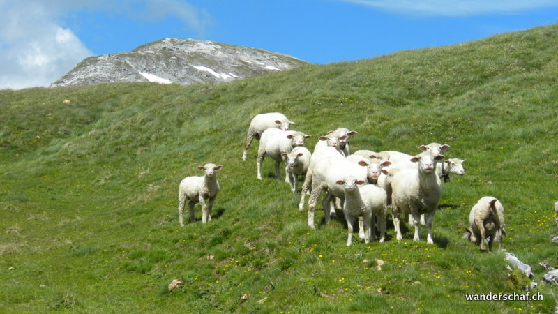 Schaf unterwegs Richtung Bälmete