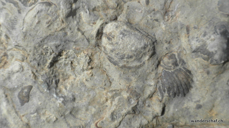 auf Schritt und Tritt findet man hier solche "Müsterli" im Stein