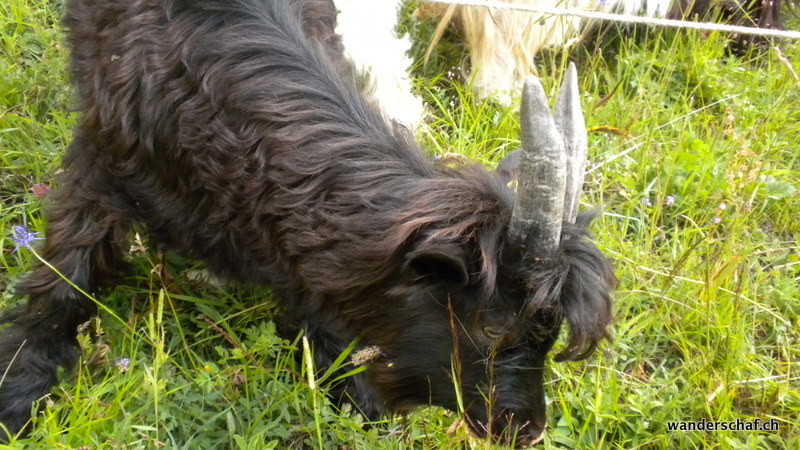 knuddlige Wallisser-Ziege