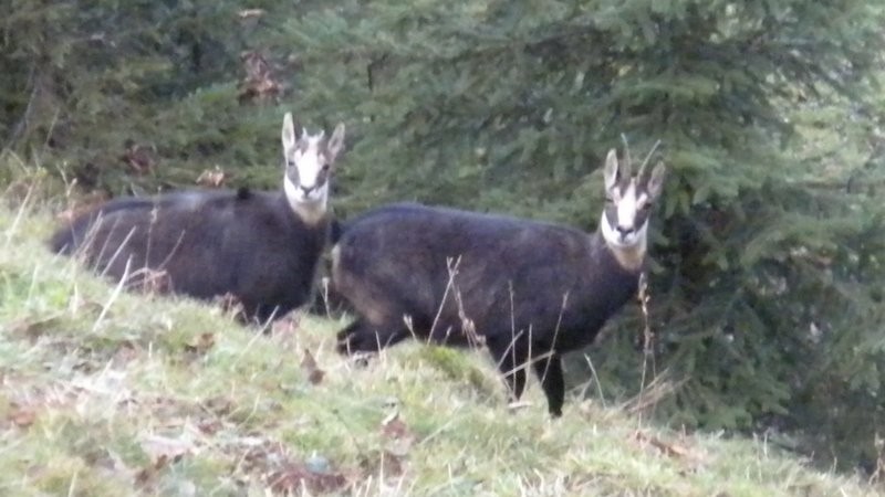 ämmitauer Gemschi vor Geissgratflue