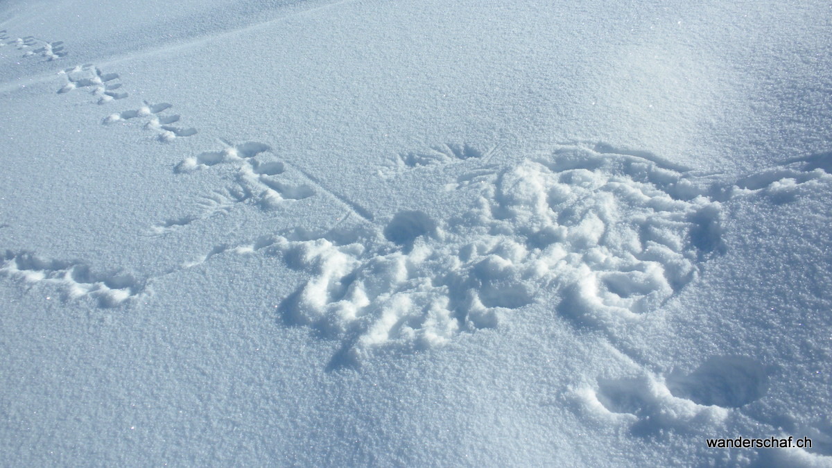 Was ist den hier passiert!? Während die Schneehühner den Frühling spüren, macht sich Meister Hoppel aus dem Staub 