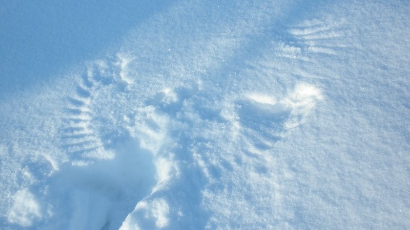 auch Vögel machen Schneeengel ;o)