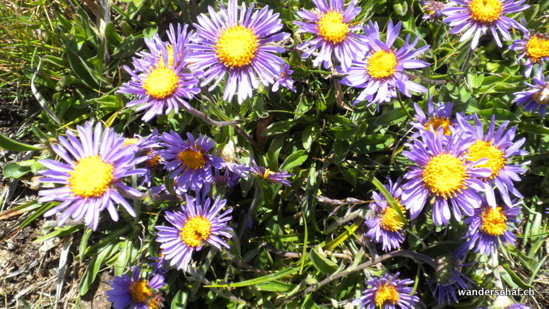 überall blühen schöne Alpenaster 