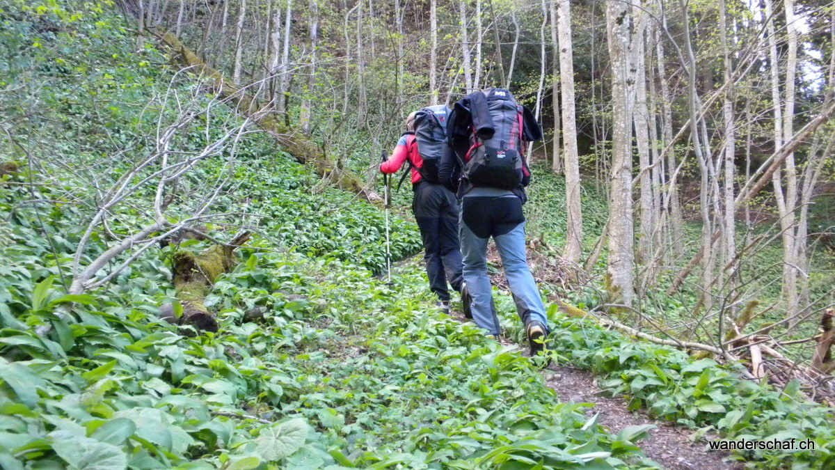 im Bärlauchwald