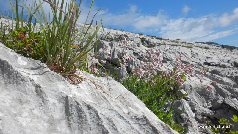 Karrenfelder unterhalb Schiff