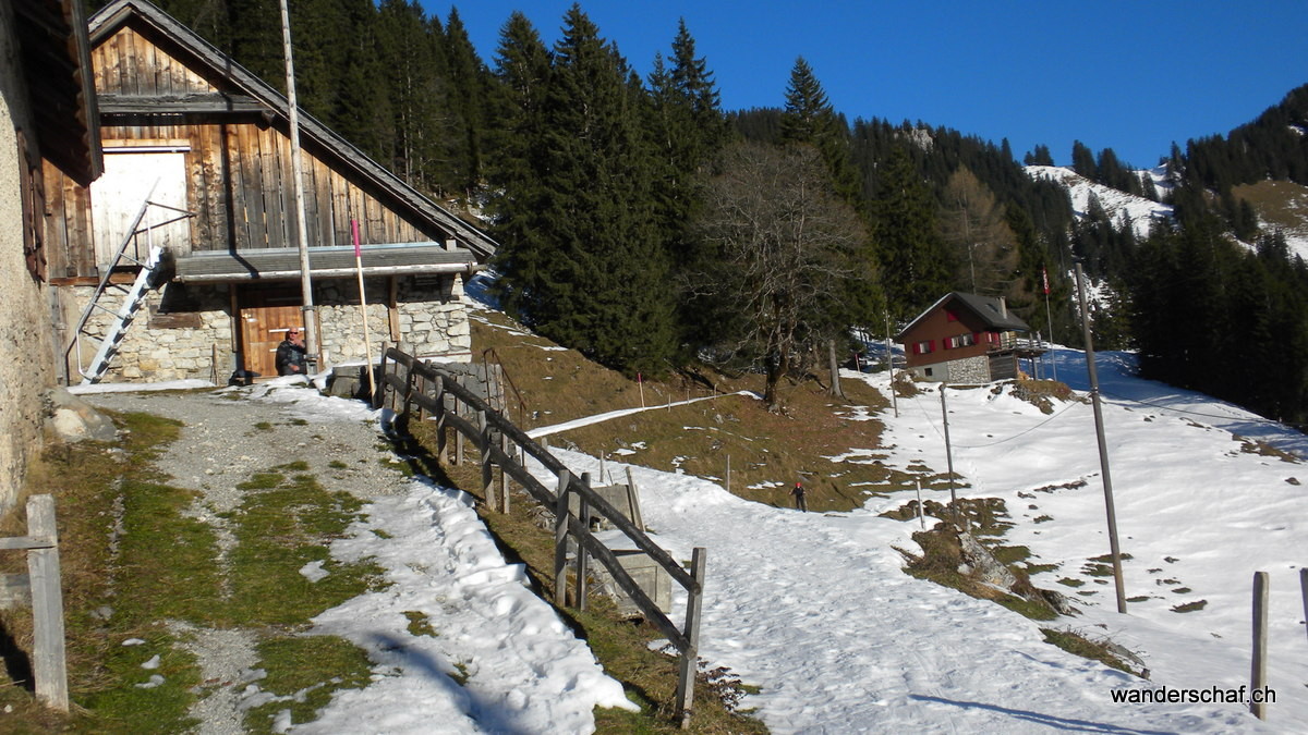 bei Ahorn herrscht schon fast Frühlingsfeeling