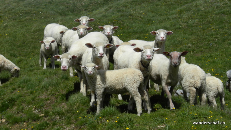 das Wanderschaf wird bestaunt 😊
