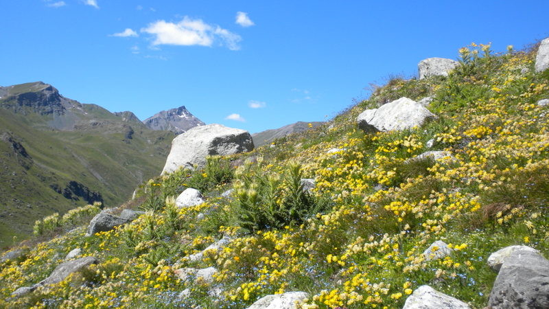 schön blüht es überall