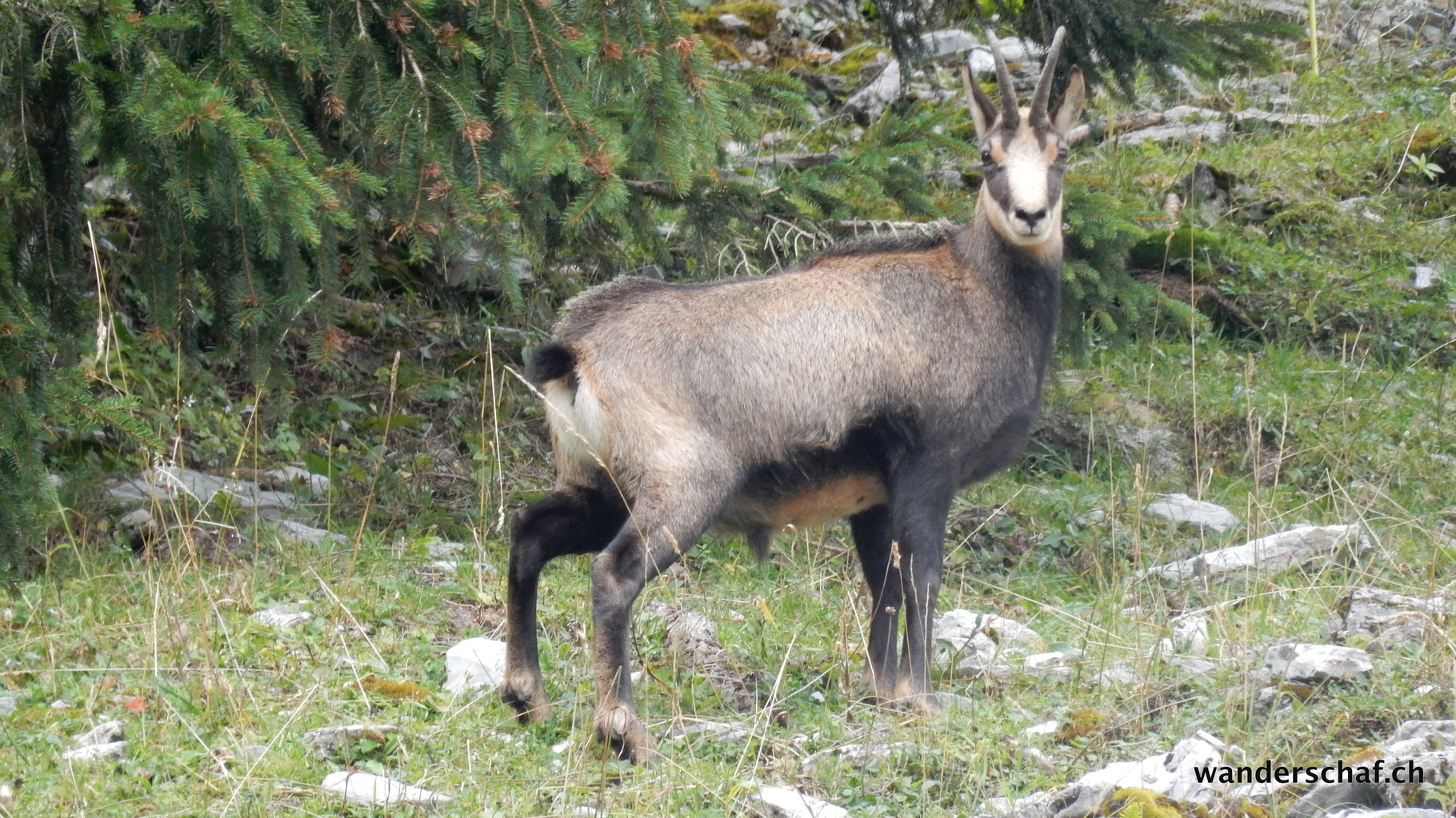 ganz Nah können wir die Gämsen beobachten