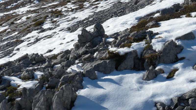 Schneehühner Begegnung im Aufstieg