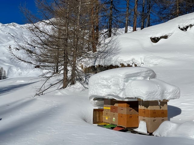 Sag mal Willi - Was machen Bienen hoch in den Bergen
