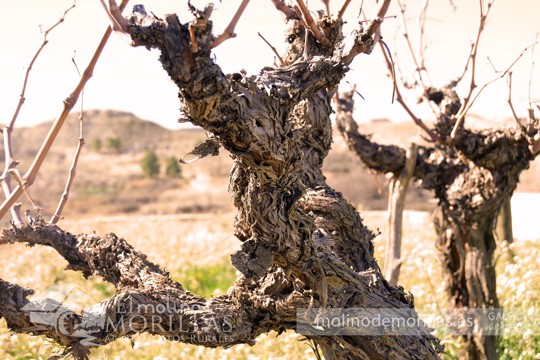 Viñedo ecológico con historia
