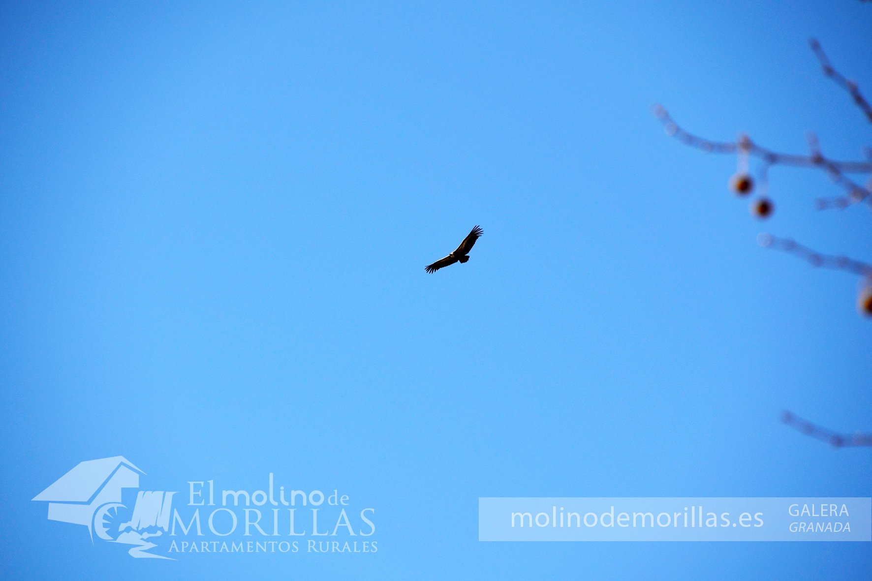 Avistamiento de buitres leonados