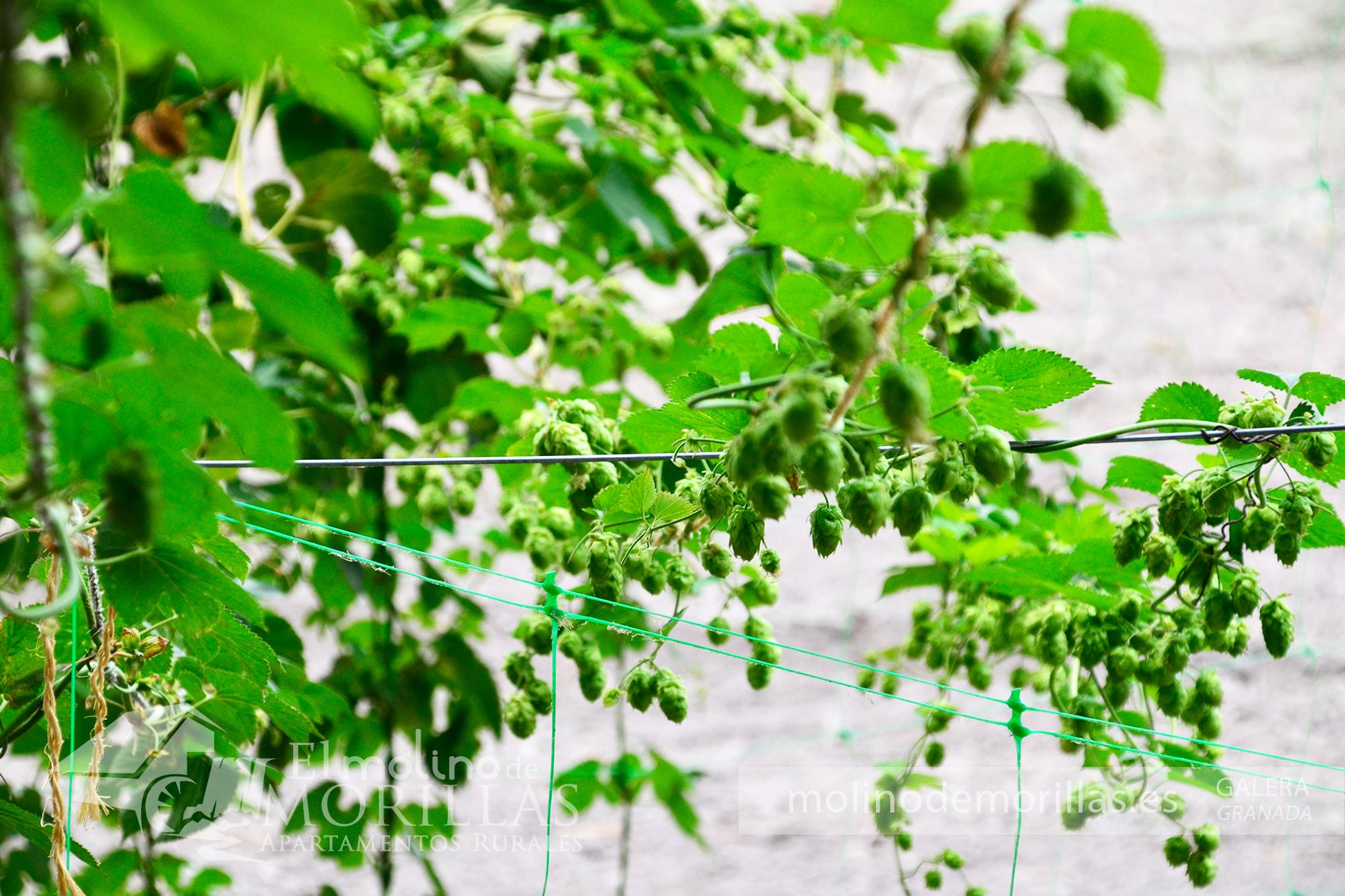 Cultivo de lúpulo ecológico