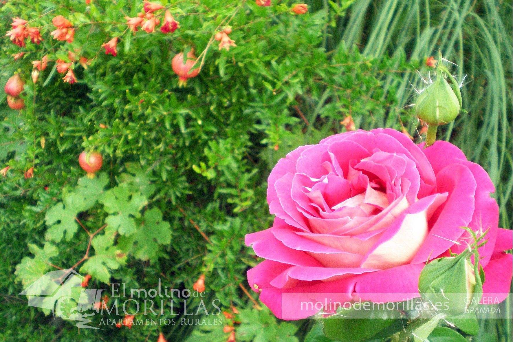 Rosales y rincones con flores autóctonas