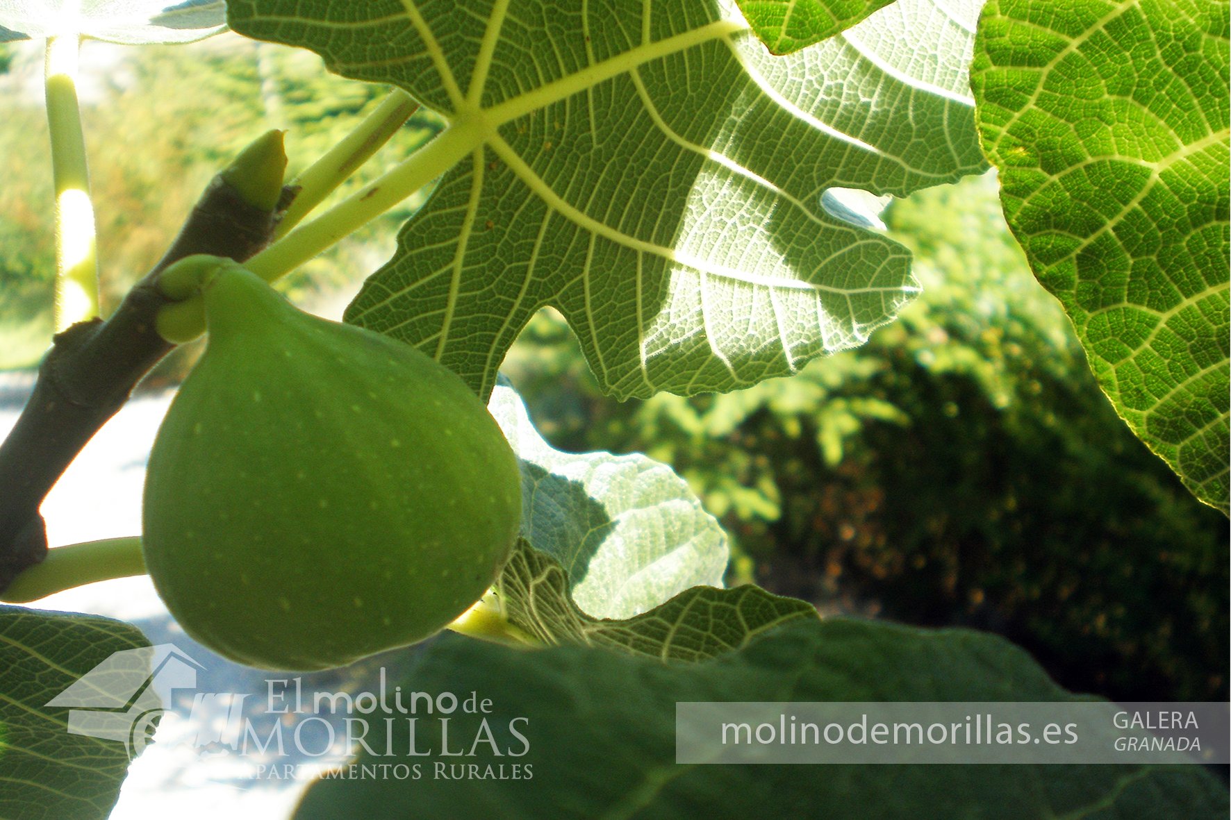 Higueras y sus dulces frutos en septiembre