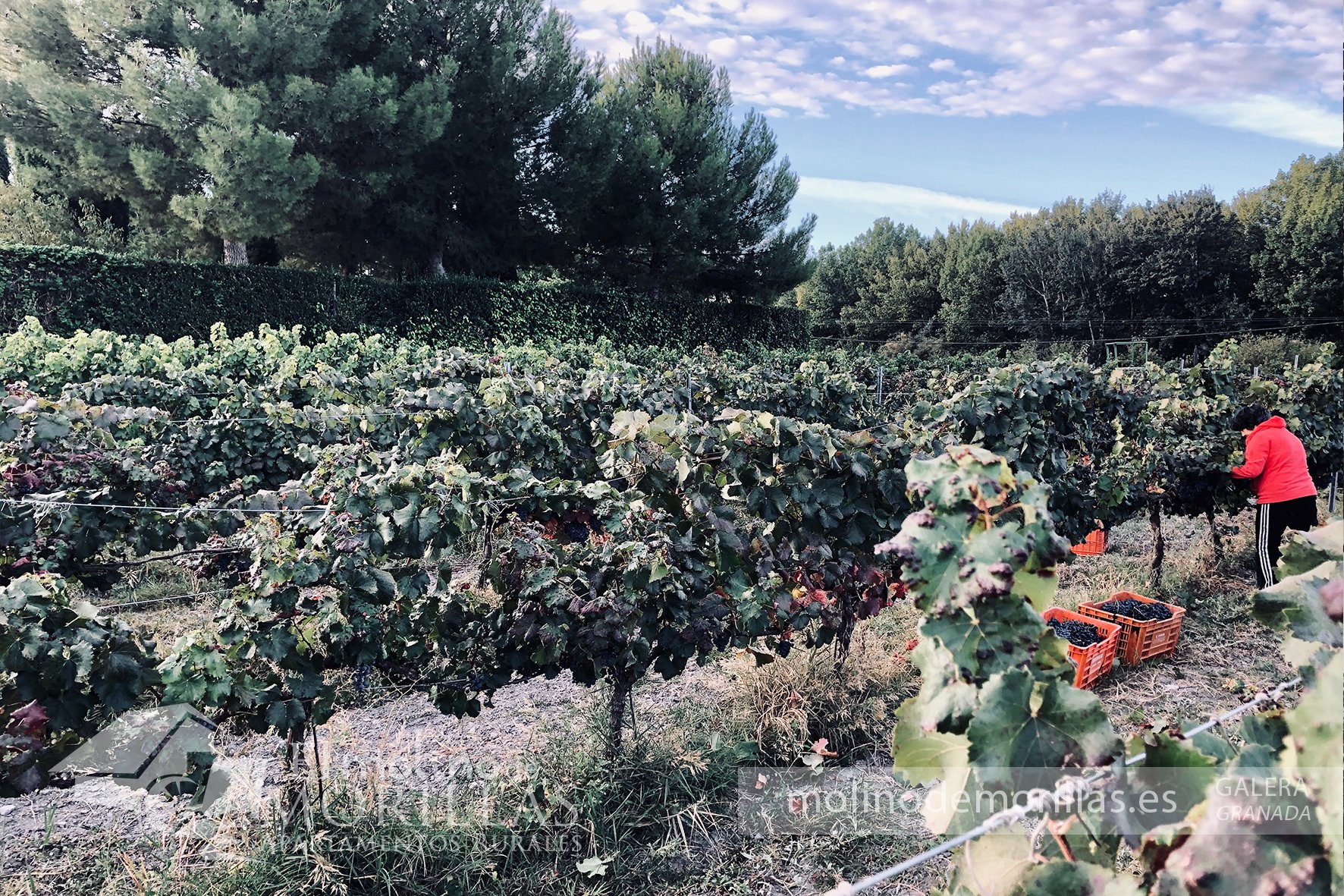 Viñedo ecológico de uva garnacha