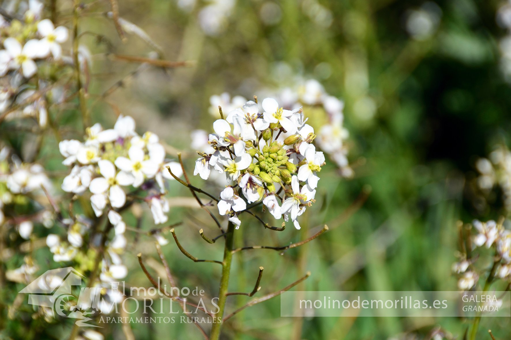 Flora autóctona en el entorno
