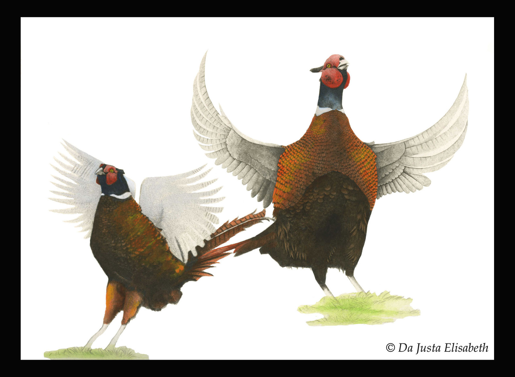 estampe faisan couleur