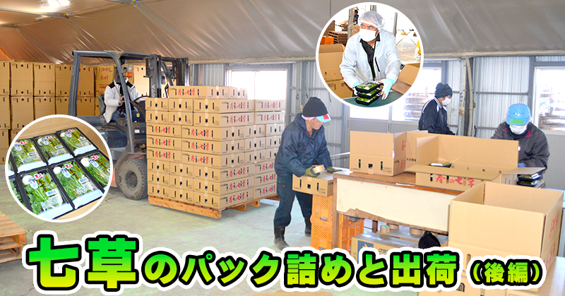 七草のパック詰めと出荷（後編）