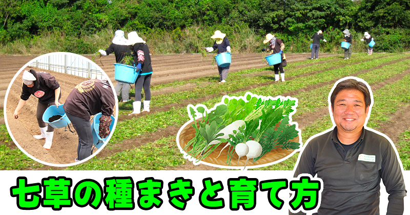 七草の種まきと育て方について