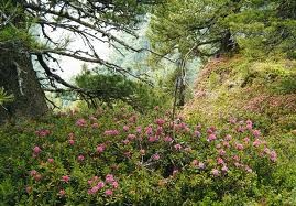 Almrosenblüte im Nadernachtal