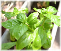 バジル
