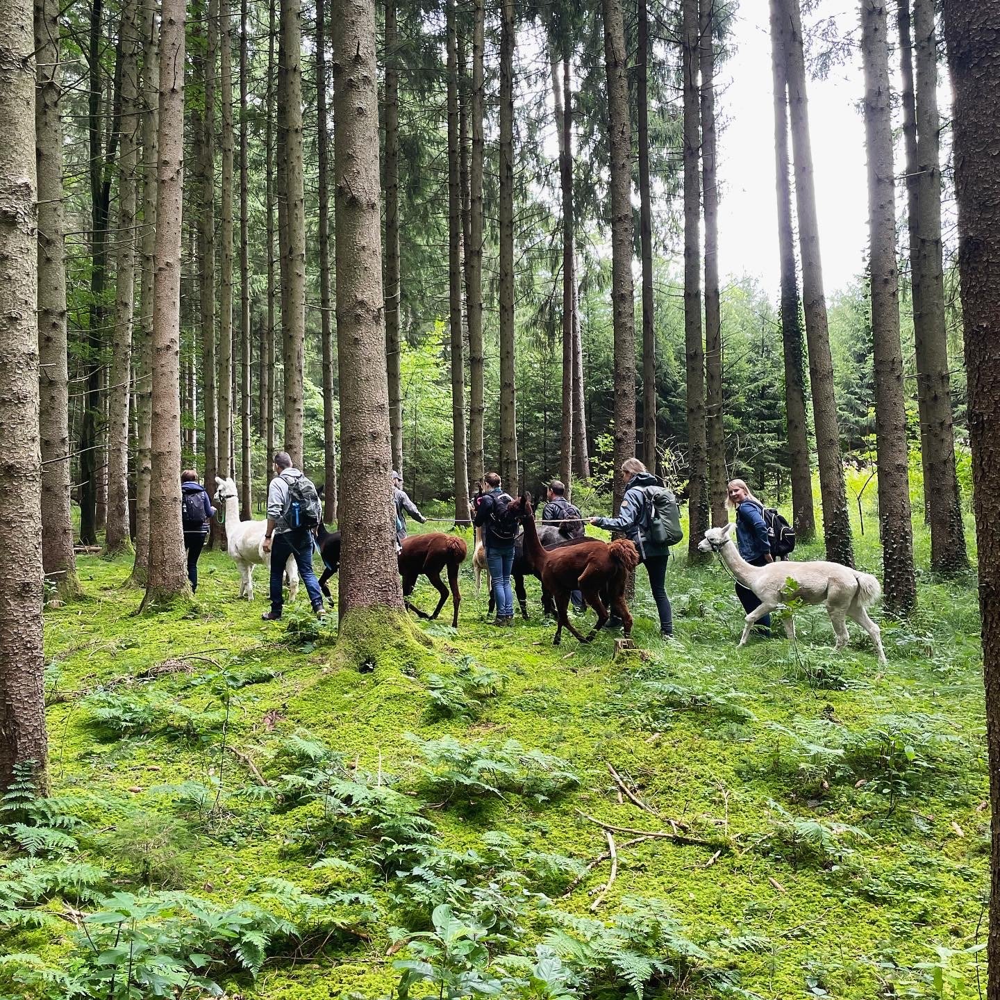 Gruppe mit Teilnehmenden im bemoosten Wald von Hohenlinden