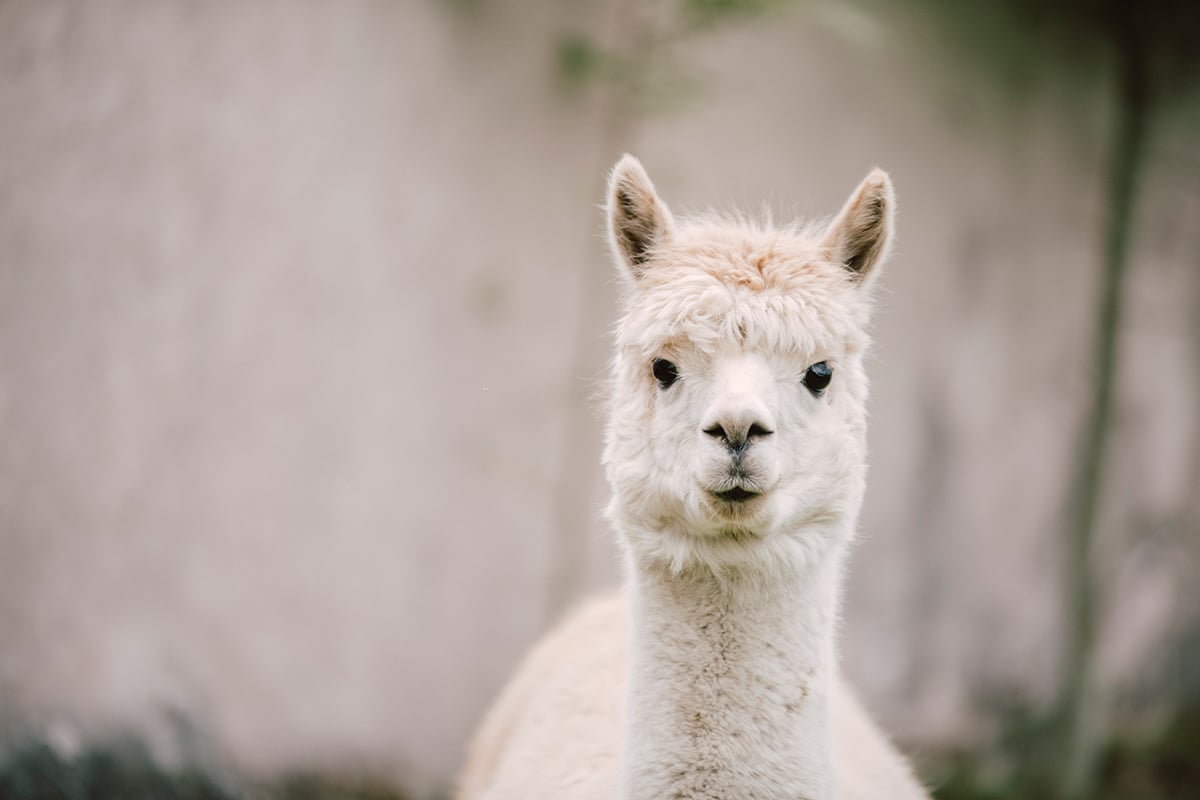 EINE WELT VOLLER WUNDER! Große, dunkle Augen, flauschiges Fell und ein sanftes Wesen: Alpakas & Lamas! Bei uns auf dem Pointnerhof in Bayern bist Du richtig um die ganz besonderen Tiere zu erleben! Buche jetzt Deine Wanderung.