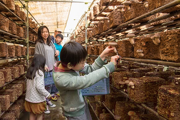 一年中楽しめる椎茸狩り。時季によりきくらげやあわび茸も採れます。
