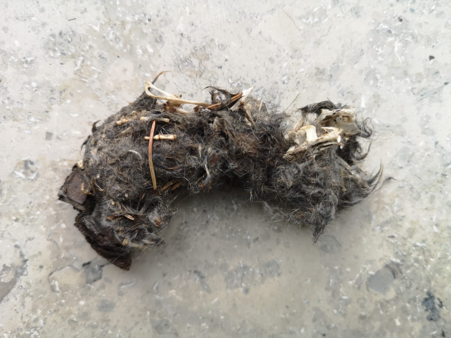 Gewölle (Quelle: S.Beer)