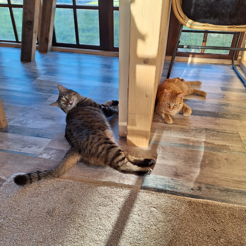 Un duo tranquille, témoin d’une vie collective apaisée.